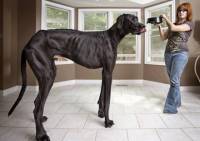 В США живет самая высокая собака в мире. И как такую крошку прокормить?